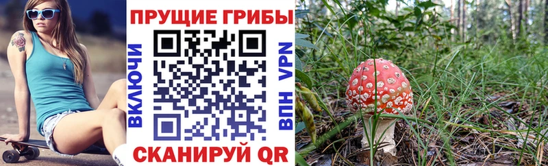 Купить закладки  Буинск  Псилоцибиновые грибы MAGIC MUSHROOMS 